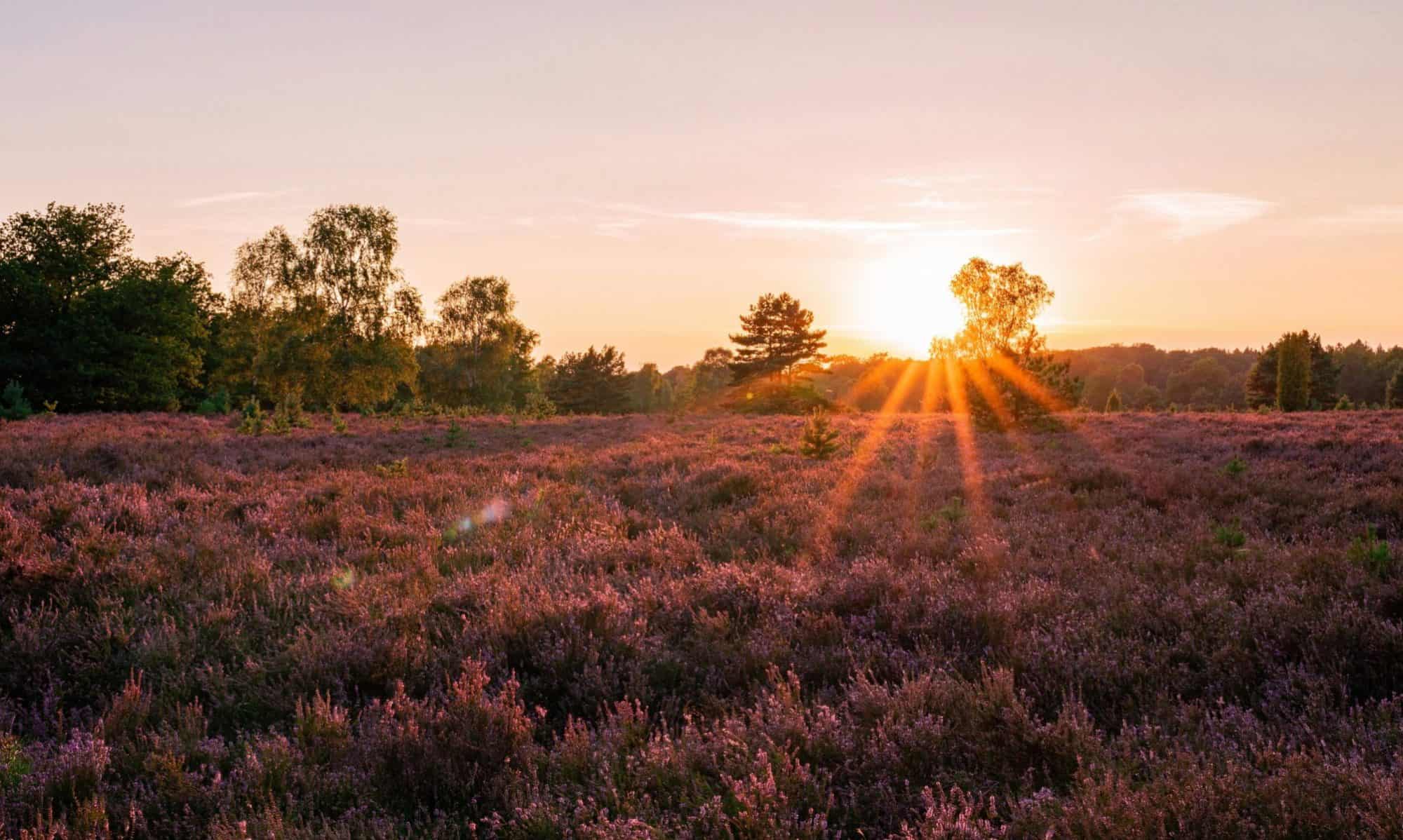 Picture of a heath.